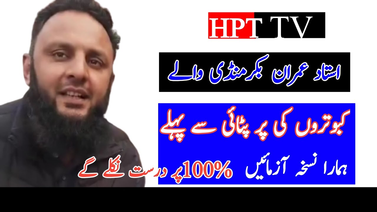 kabootar ki par patai se pahle ki khurak | kabootar bazi ki tayri
