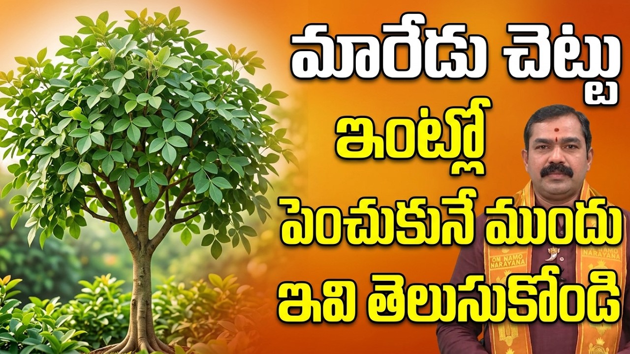 Maredu Chettu Intlo Undocha | Benefits of Maredu | Maredu Chettu | Bael Tree | Pooja Tv Telugu