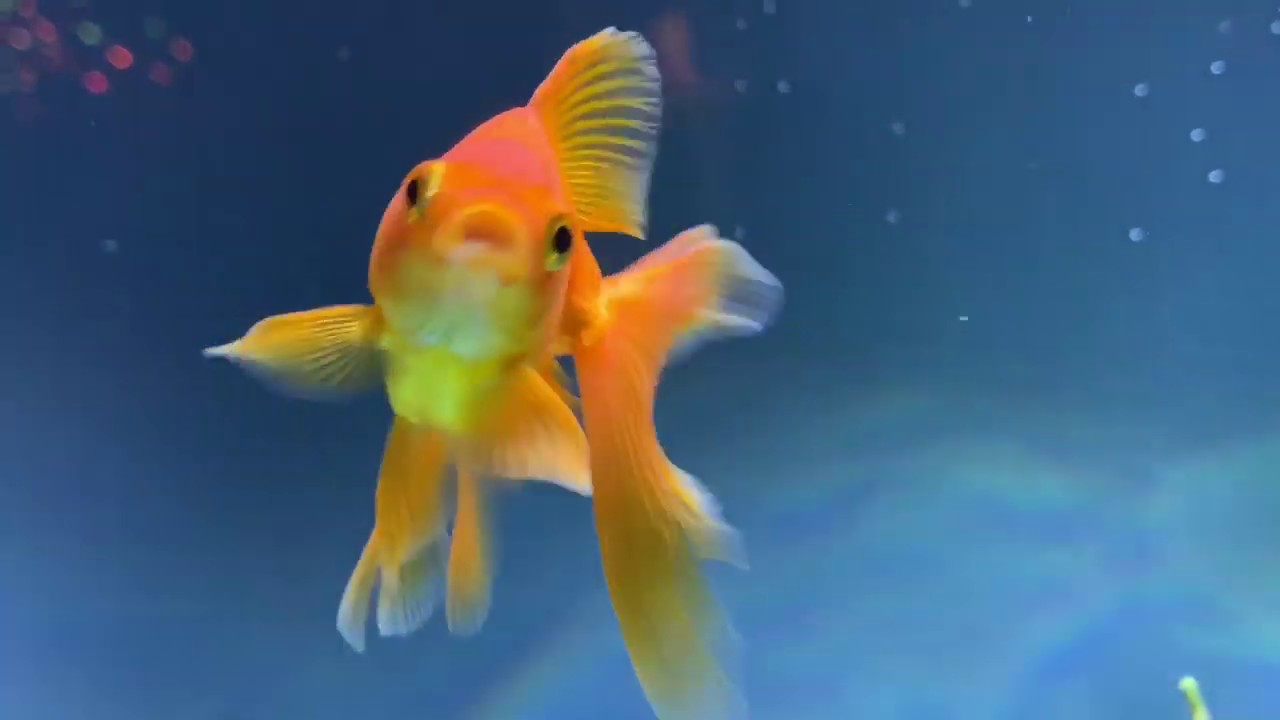 For Love Of Fantails | January Update