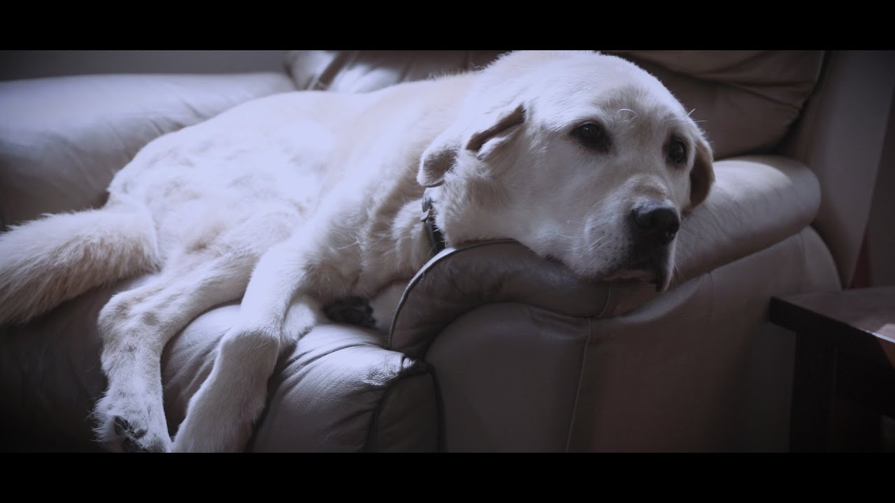 Loved by a Labrador - A short film