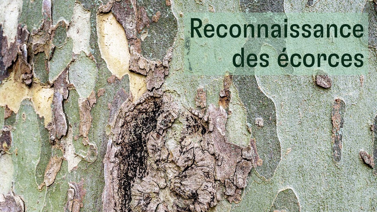 Les arbres : reconnaissance des écorces
