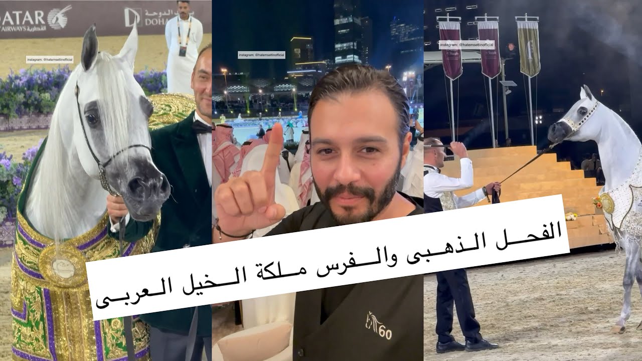 اعلان الفحل الذهبى وملكة الخيل العربية الاصيلة