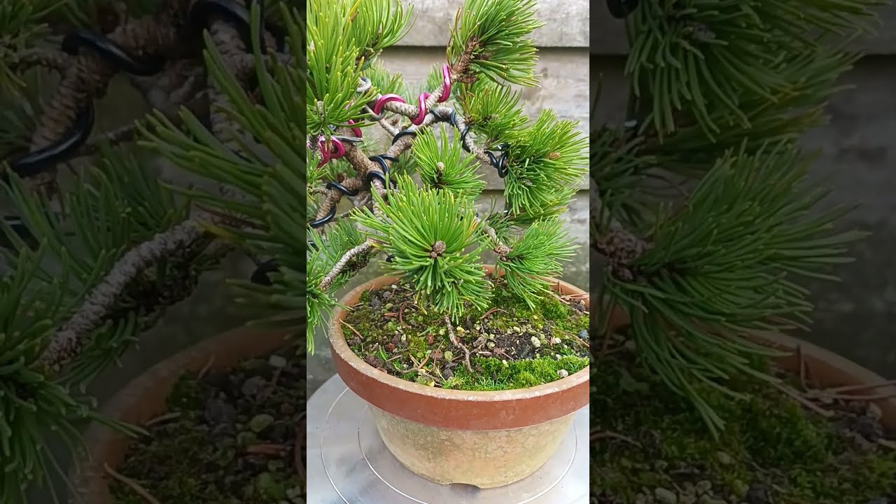 Formation Bonsaï : Pin Mugo [Peterle] Pot japonais Substrat fils aluminium Ligature 