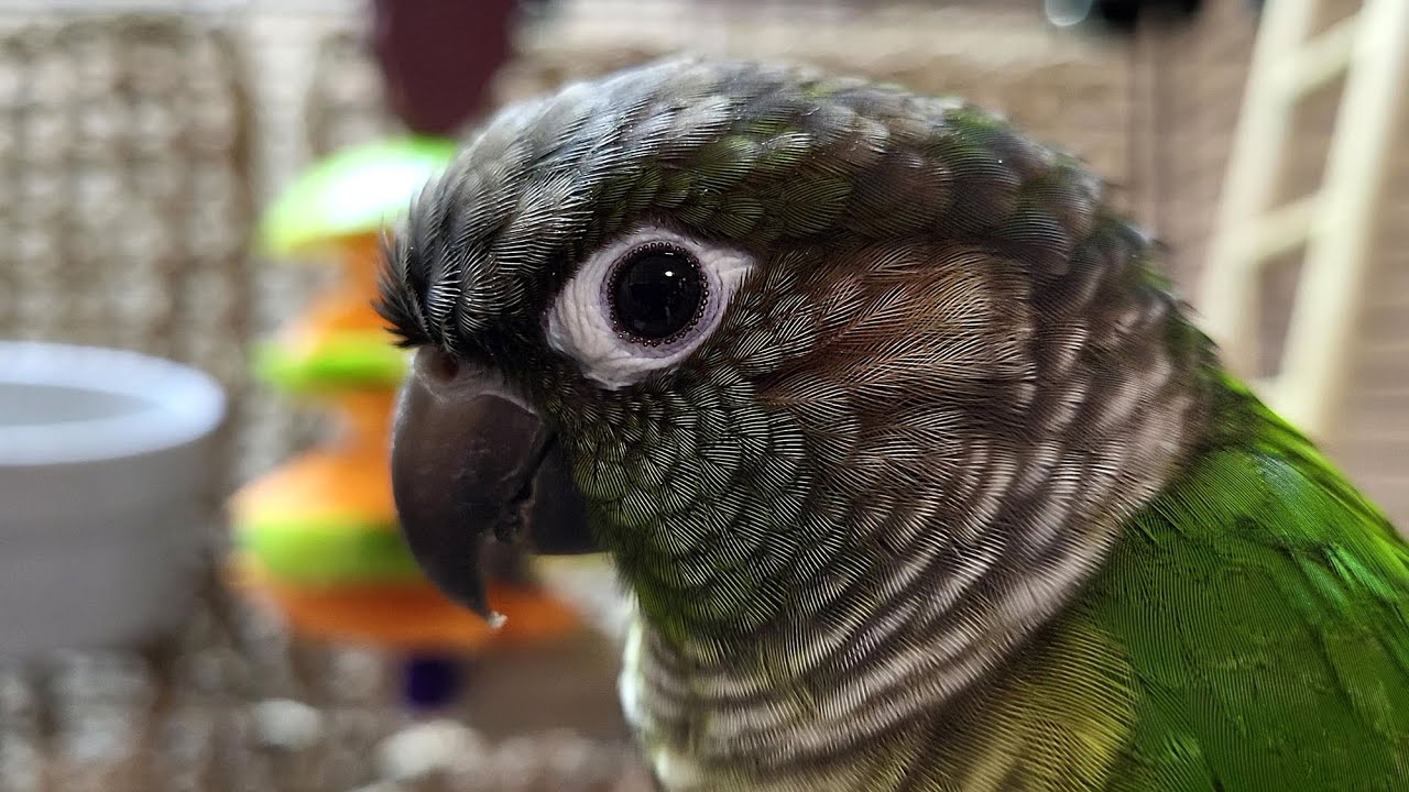 conure parakeet sounds for 7 hours