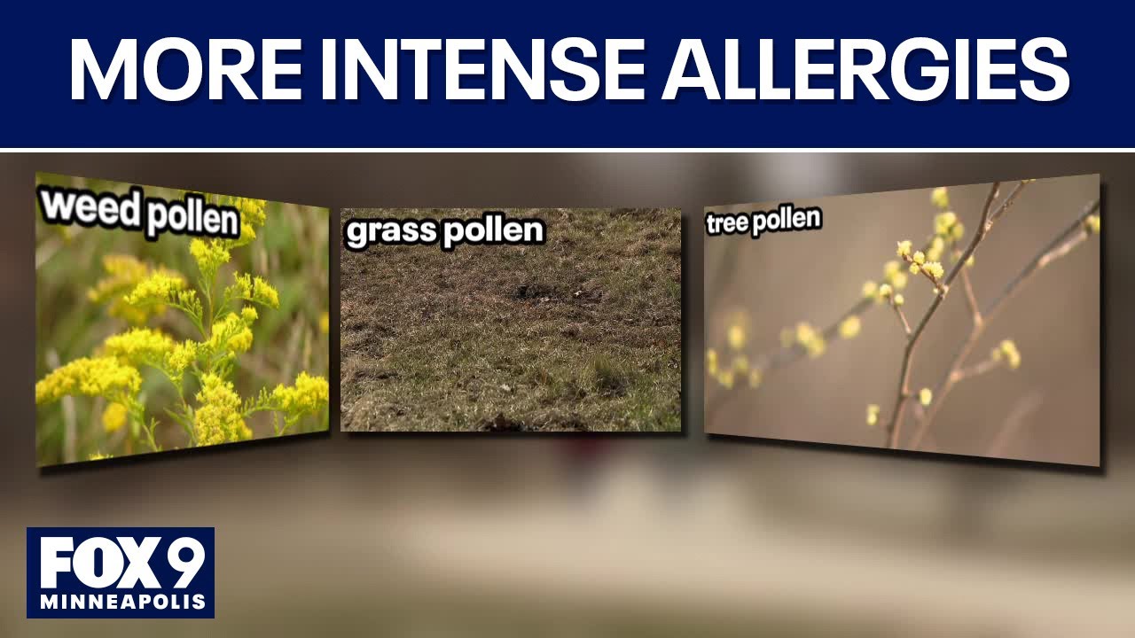 Seasonal allergies becoming more intense in Minnesota