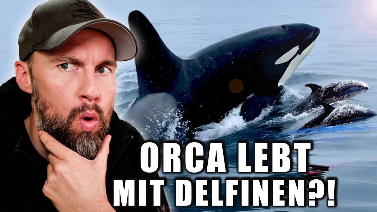 So etwas gab es noch nie? - ORCA lebt ZUSAMMEN mit DELFINEN | Robert Marc Lehmann reagiert