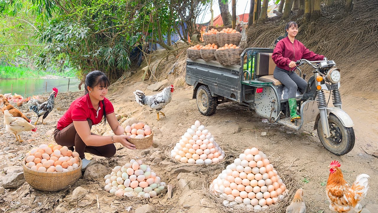 Rewind Timelapse: Harvest 300 Chicken Eggs in Nest - Use 3-Wheeled Truck Go to Market Sell