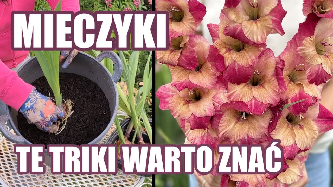 Zaskakujące TRIKI na MIECZYKI / Gladolie te sposoby warto znać 
