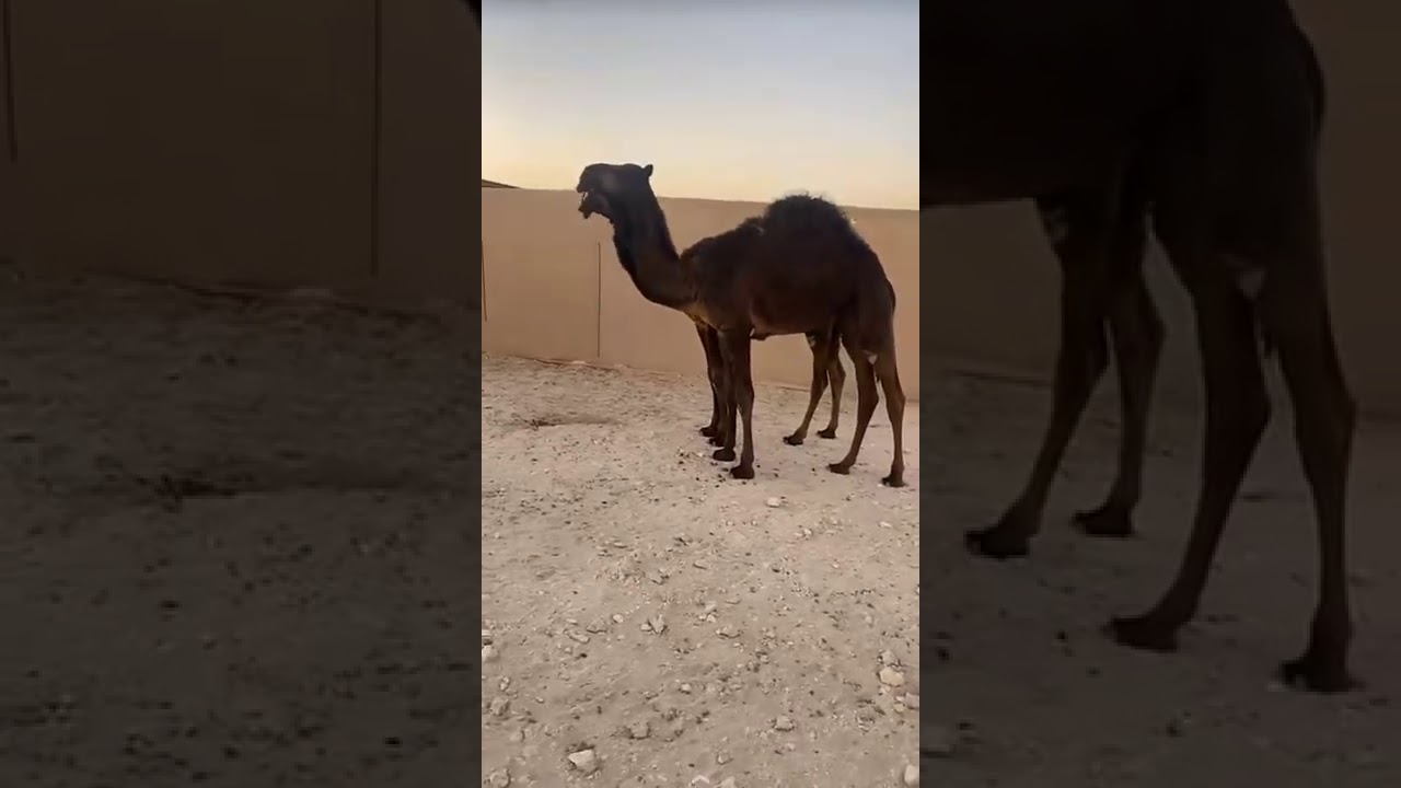 فرديات بخيت سعيد المنخس المري