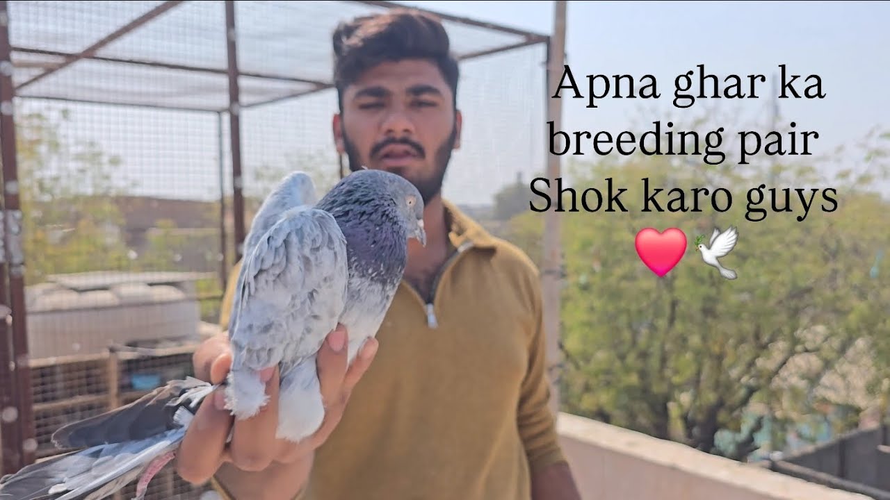 Apna ghar ka breeding pair 😍 Shok karo guys ❤️🕊