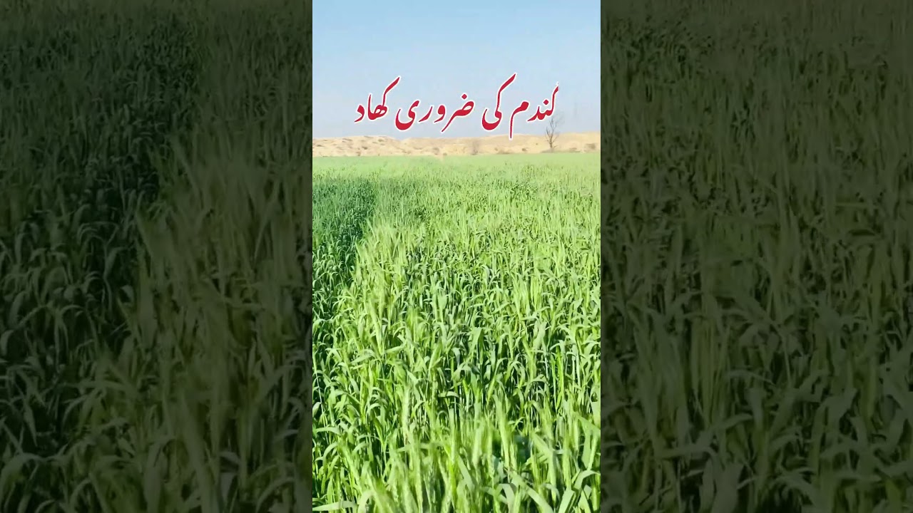 wheat crop ￼￼￼fertilizer plan #wheat #crop