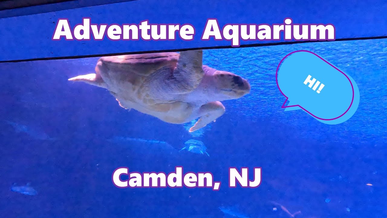 Exploring the Wildest Aquarium Ever! Adventure Aquarium, Camden, NJ