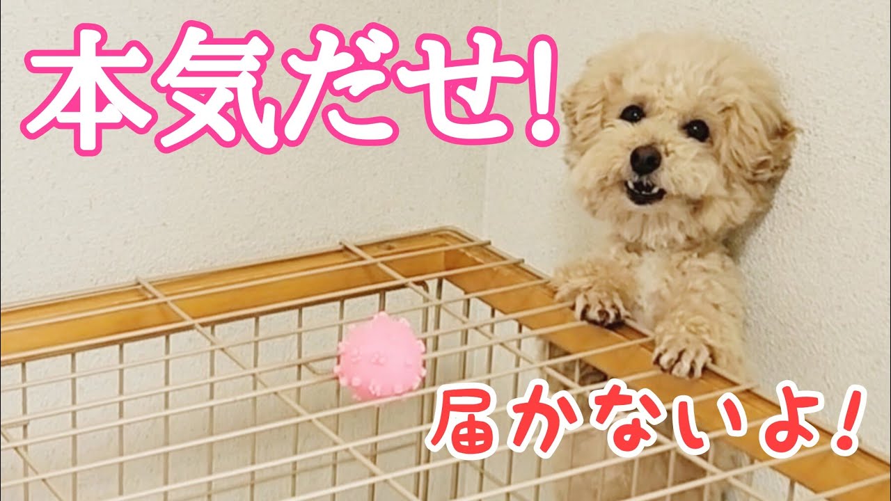【一途な姿に癒される】大好きなボール🐶ビショプーのポノ