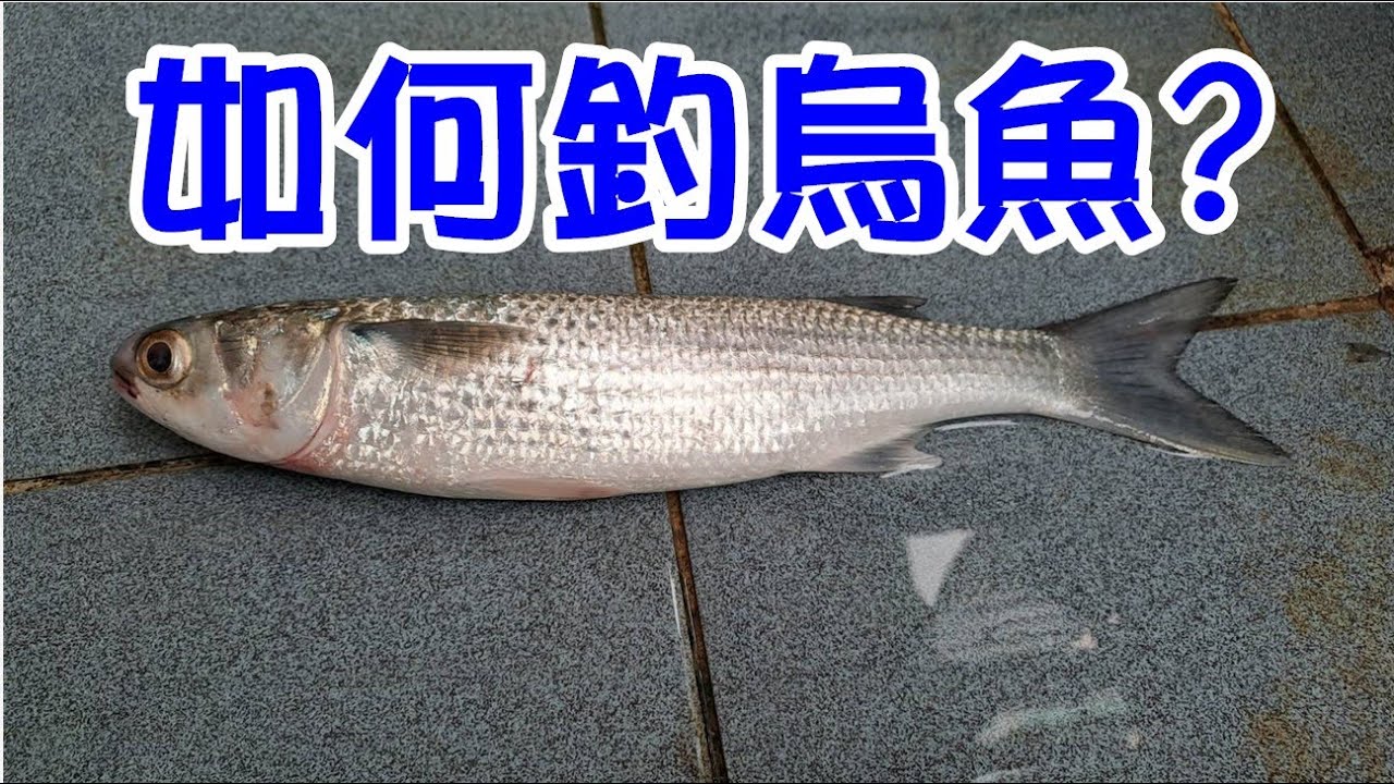 [釣魚達人#38] 2022年冬烏魚來了嗎?