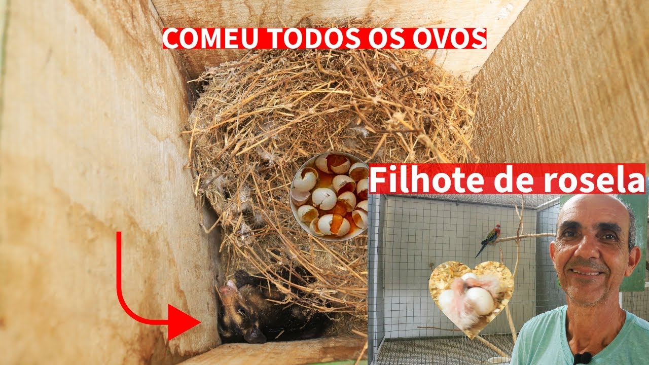 UMA GAMBÁ ATACOU O NINHO DOS MARRECOS E OS FILHOTES DE ROSELA COMEÇARAM NASCER