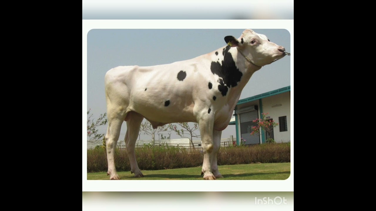 ABS HF Jupiter bull calf