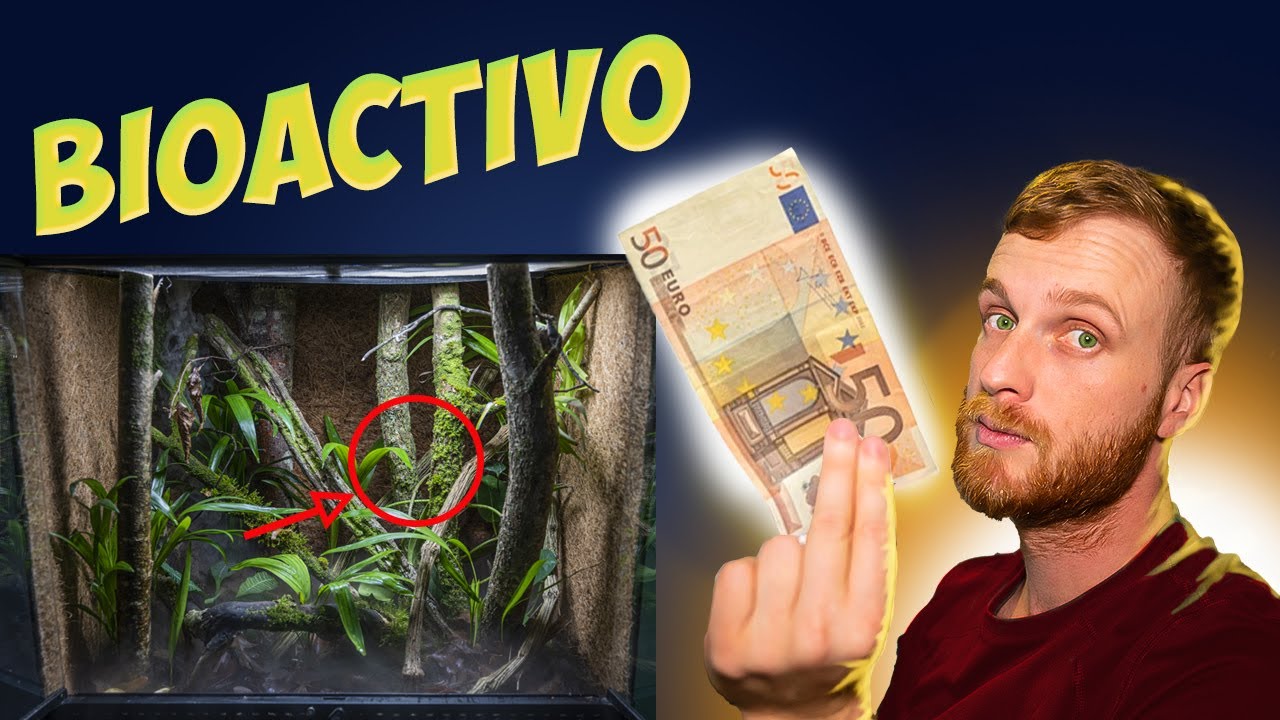 DECORA tu TERRARIO BIOACTIVO por 50$!