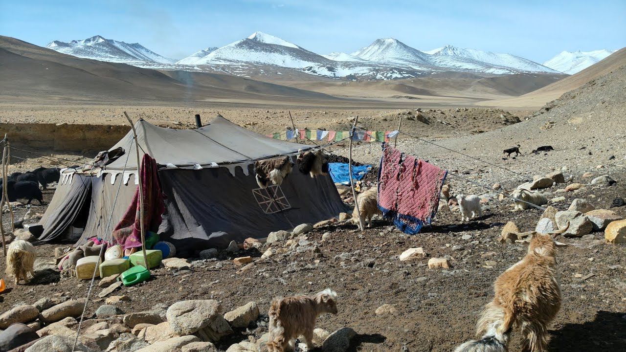 Yak handling with skill and strength in the highland pastures in ladakh. 
