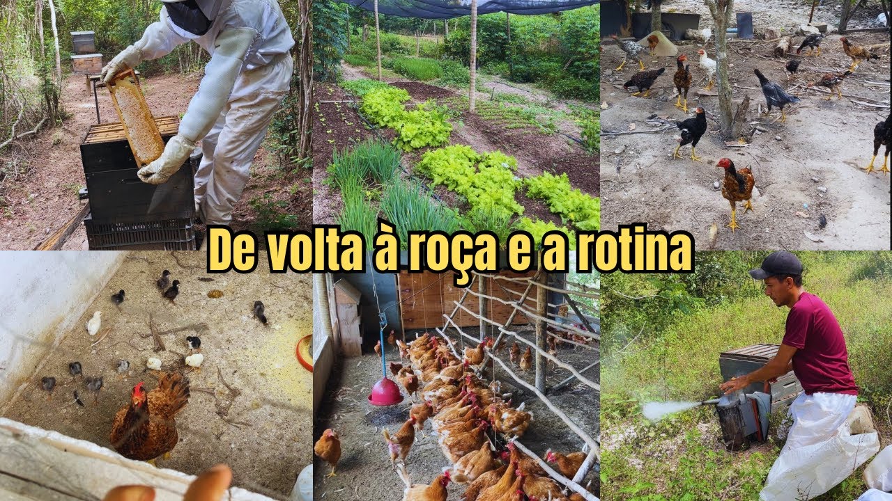 De volta à rotina na roça: horta, galinhas e abelhas