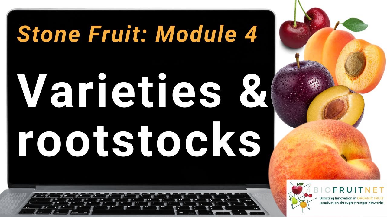 Stone fruit module 4: Varieties and rootstocks