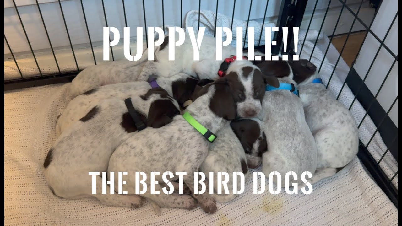 The Best Bird Dog Puppies - Week 2