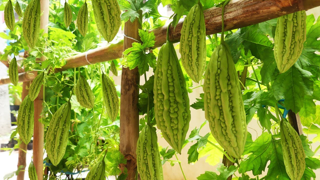 Aimez-vous le melon amer ?  prendre 3 mois pour faire pousser du melon amer dans des pots