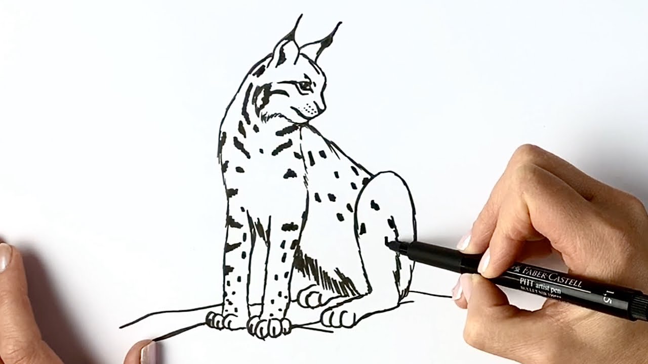 Как нарисовать рысь