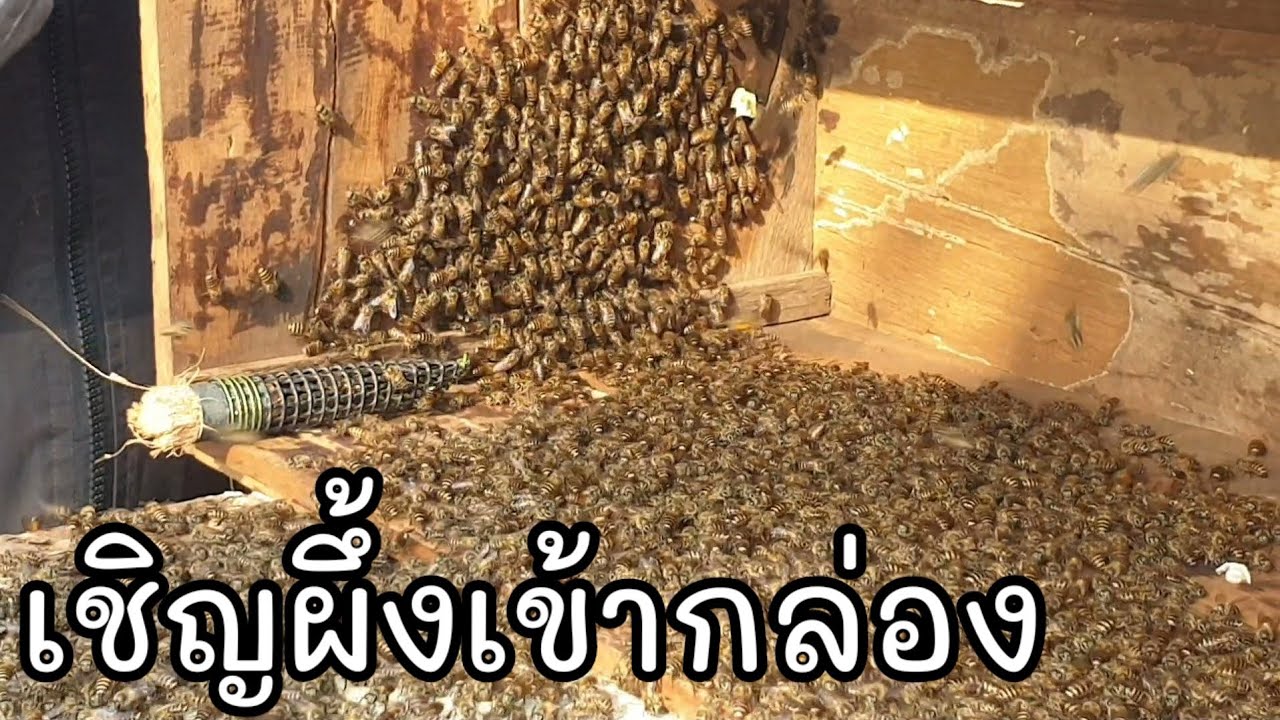 Как пригласить пчел в ящик  А как подготовить ящик для пчел?