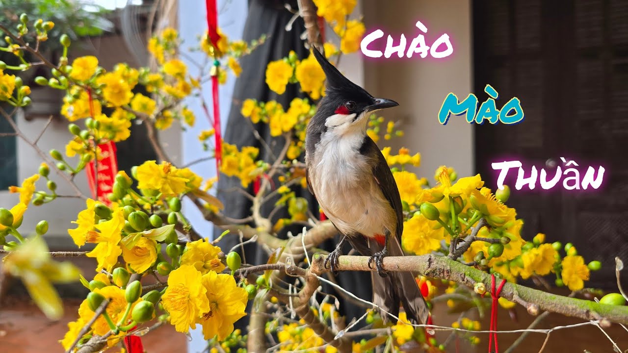 Thả Chào Mào Thuần Ra Và Cây Mai Nở Vàng Hết Rồi  /Nhân Bé Nhỏ 