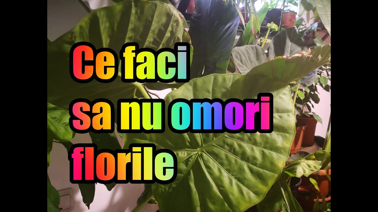 Ce faci sa nu se mai usuce plantele după ce le cumperi #ingrijireaflorilor