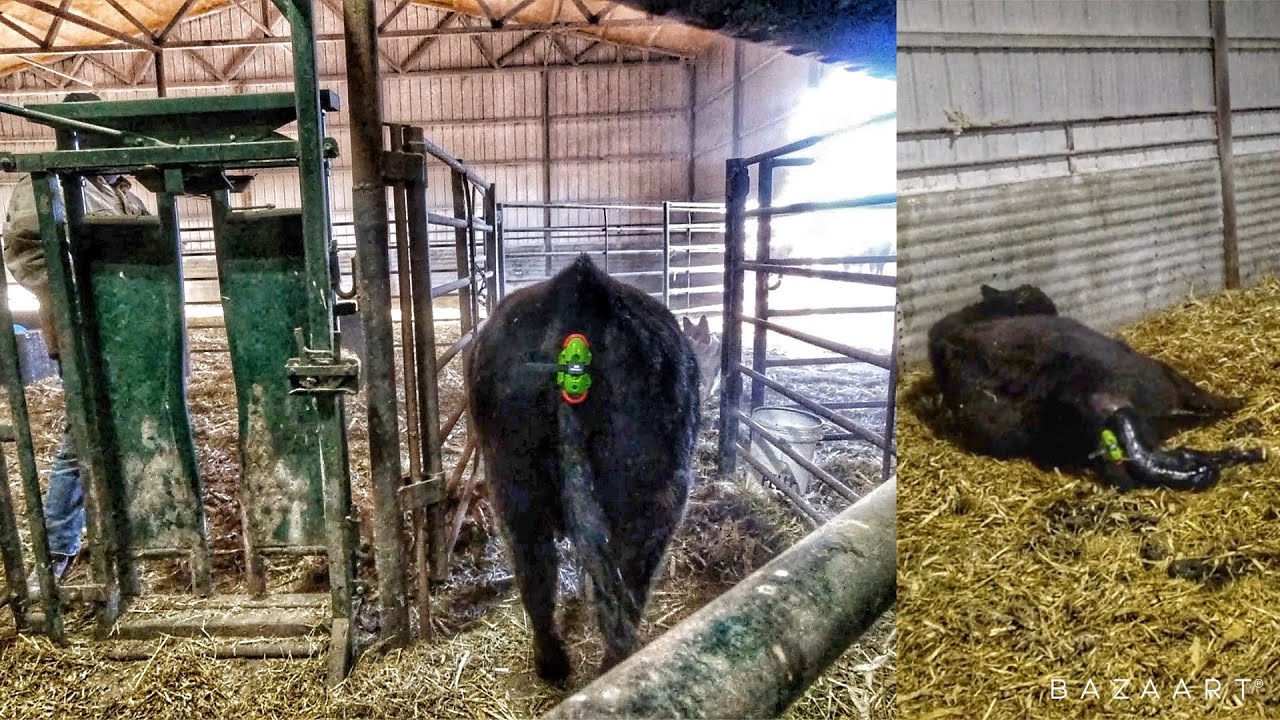 Technology Tells Us Our Cow is Calving!