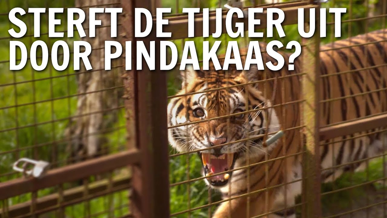 Sterft de tijger uit door pindakaas? | De Buitendienst over Palmolie