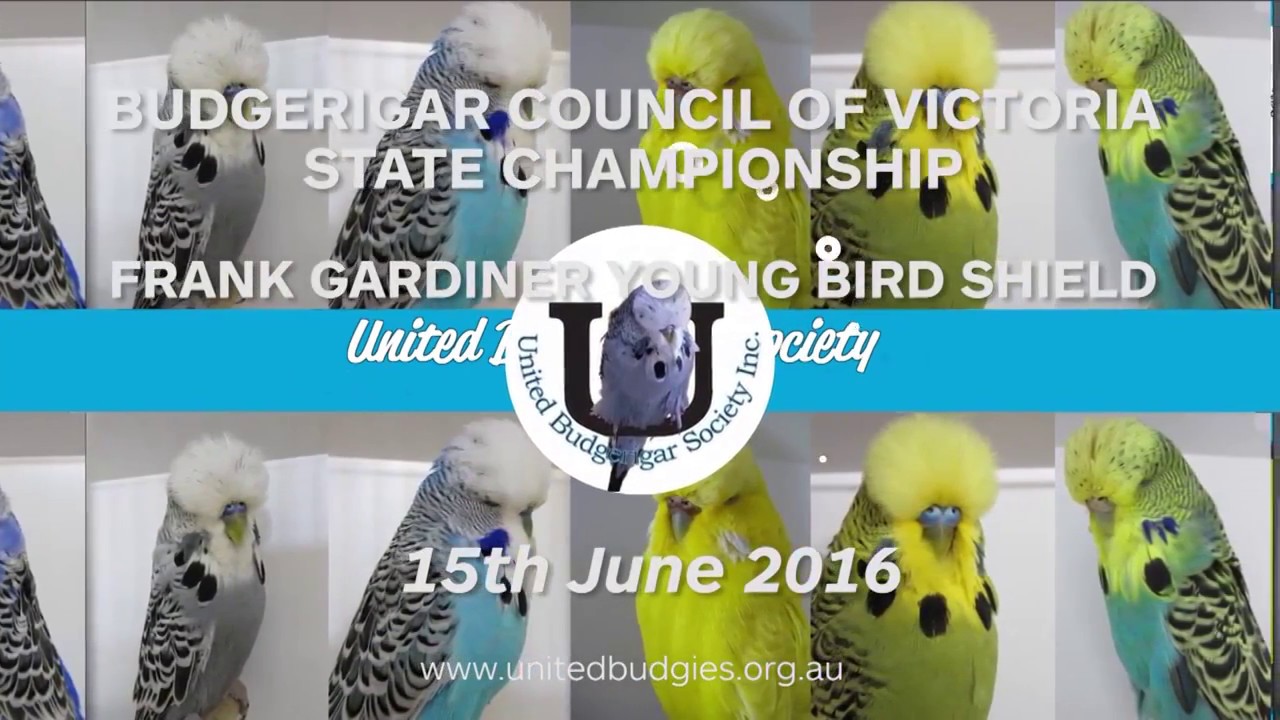 Frank Gardiner Young Bird Shield 2016 - Budgerigar Council of Victoria