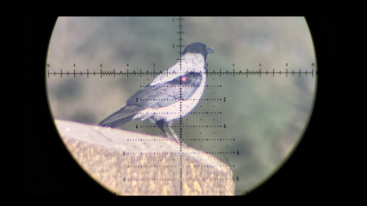 Pigeon Pest Control - FX Impact M4 - Cal. 22 & AGT Uragan 2 - Cal. 22