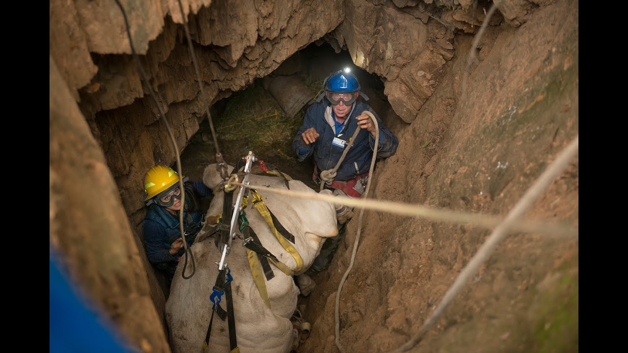 UC Davis Veterinarians Rescue Cow from Mine Shaft