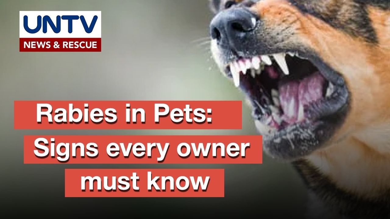 Paano malalaman kung may rabies ang pet mo?