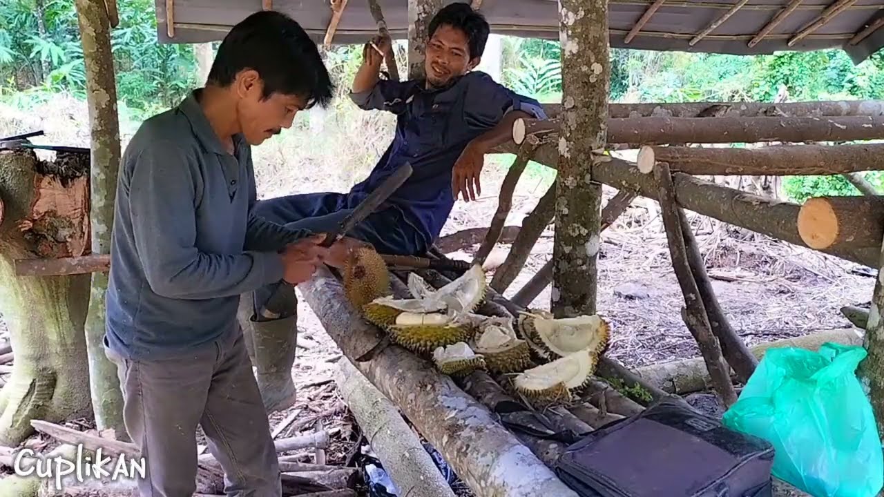 Petualangan di hutan, Musim durian 2024/2025 sudah selesai 