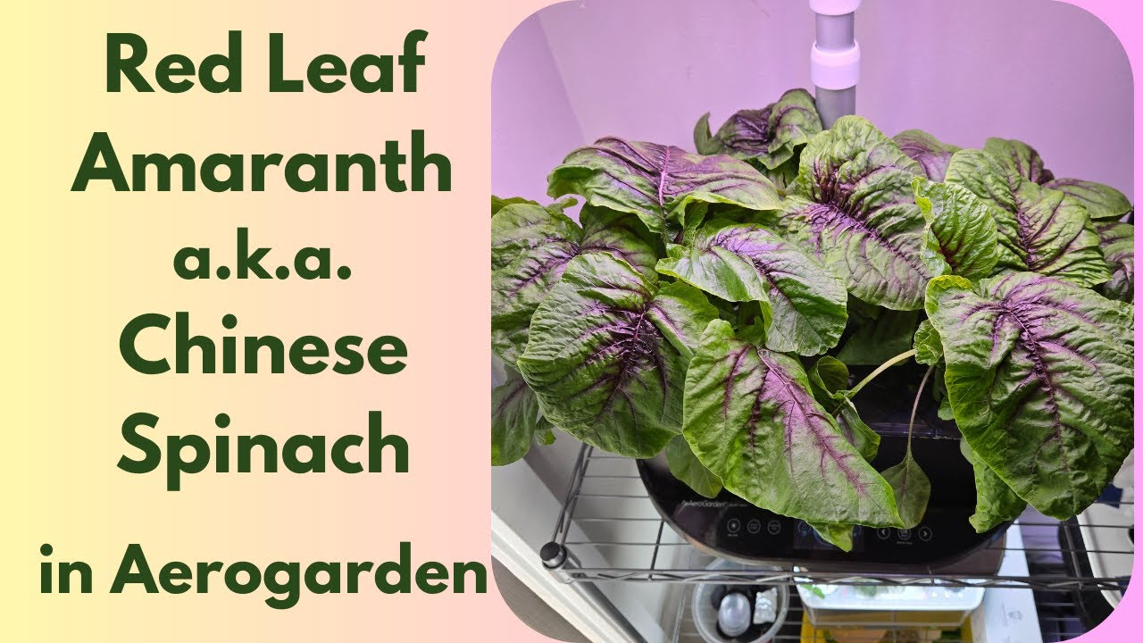 Амарант краснолистный (китайский шпинат) в гидропонной системе Aerogarden Bounty Basic.