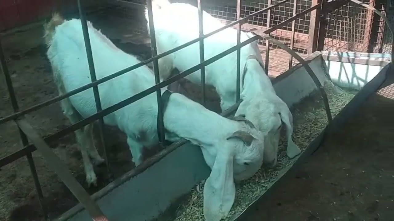 🔥PATIRA GOAT SABLE from Chalisgoan 🔥
