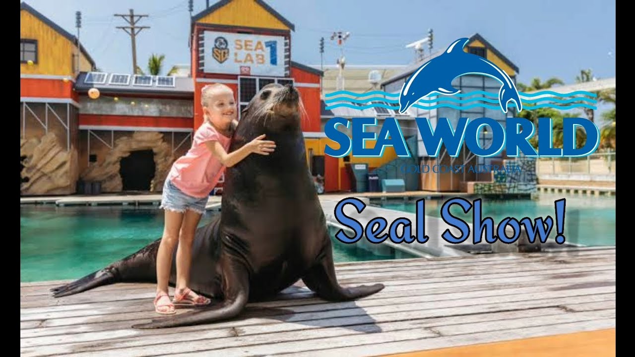 Seal show || The Sea World || Gold Coast Australia
