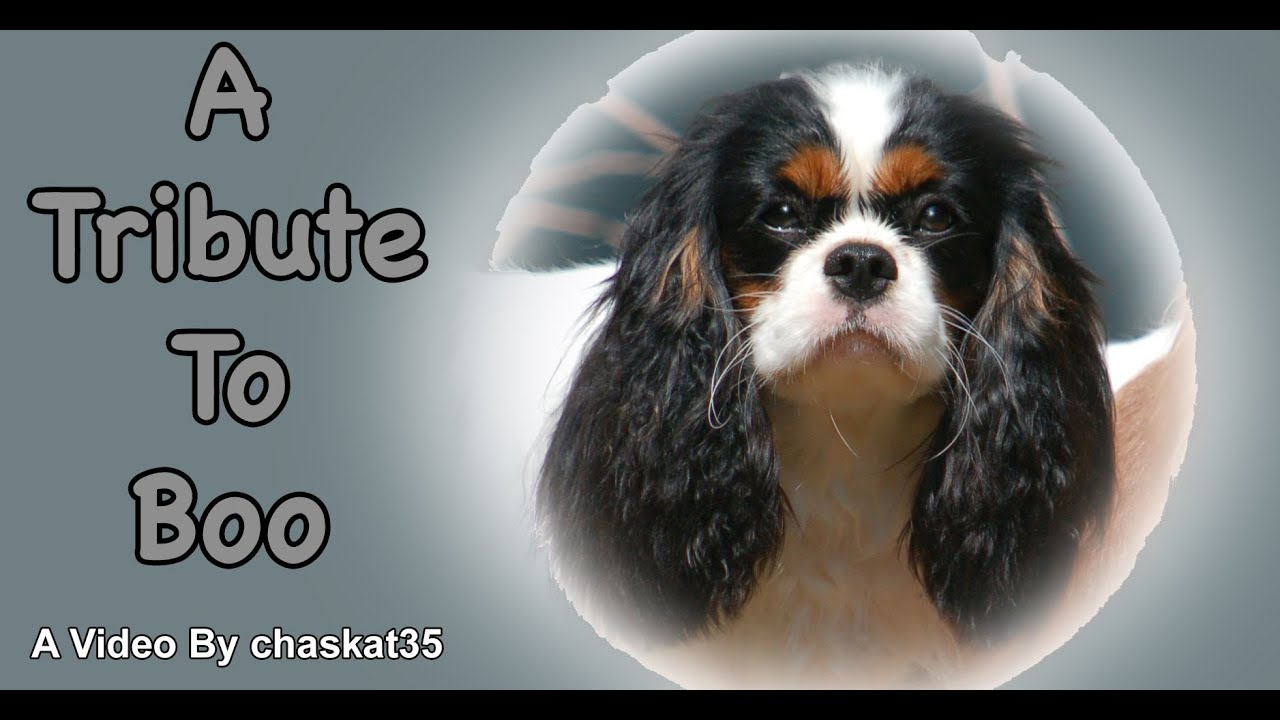 A Tribute To Boo