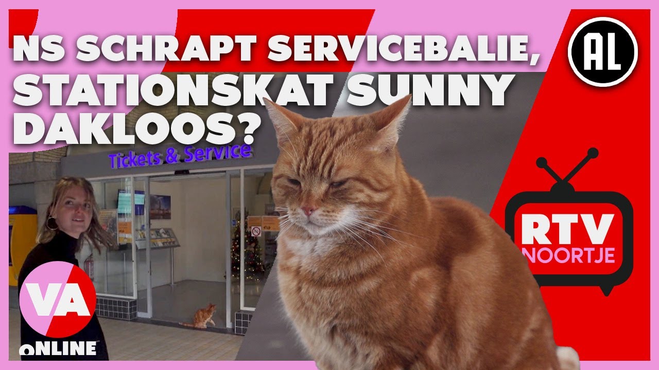 Wordt stationskat Sunny dakloos door NS? | RTV Noortje #8 | De Vooravond