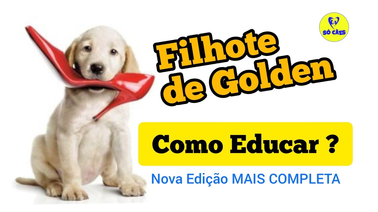 Método CoNat, Treinamento, FILHOTE Golden Retriever não o adestramento tradicional 