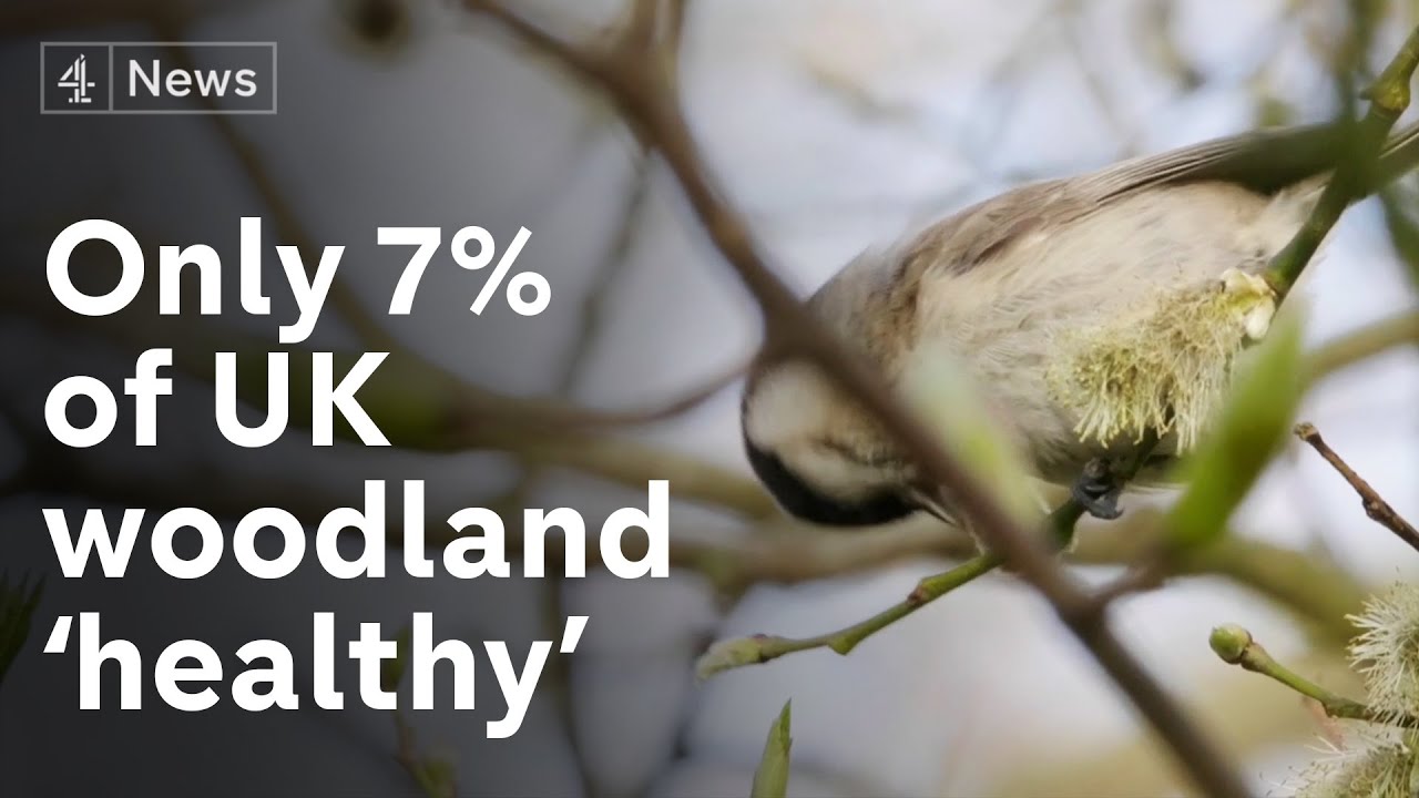 UK woodlands ‘reaching crisis point’ amid ‘barrage’ of threats