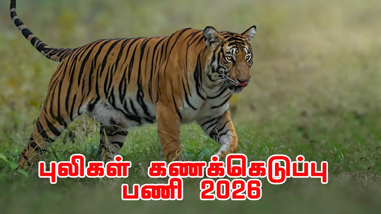 நாட்டின் தேசிய விலங்கான புலிகள் கணக்கெடுப்பு பணியில் பணியாற்றிய இளைஞரின் அனுபவ பகிர்வு Tiger Census