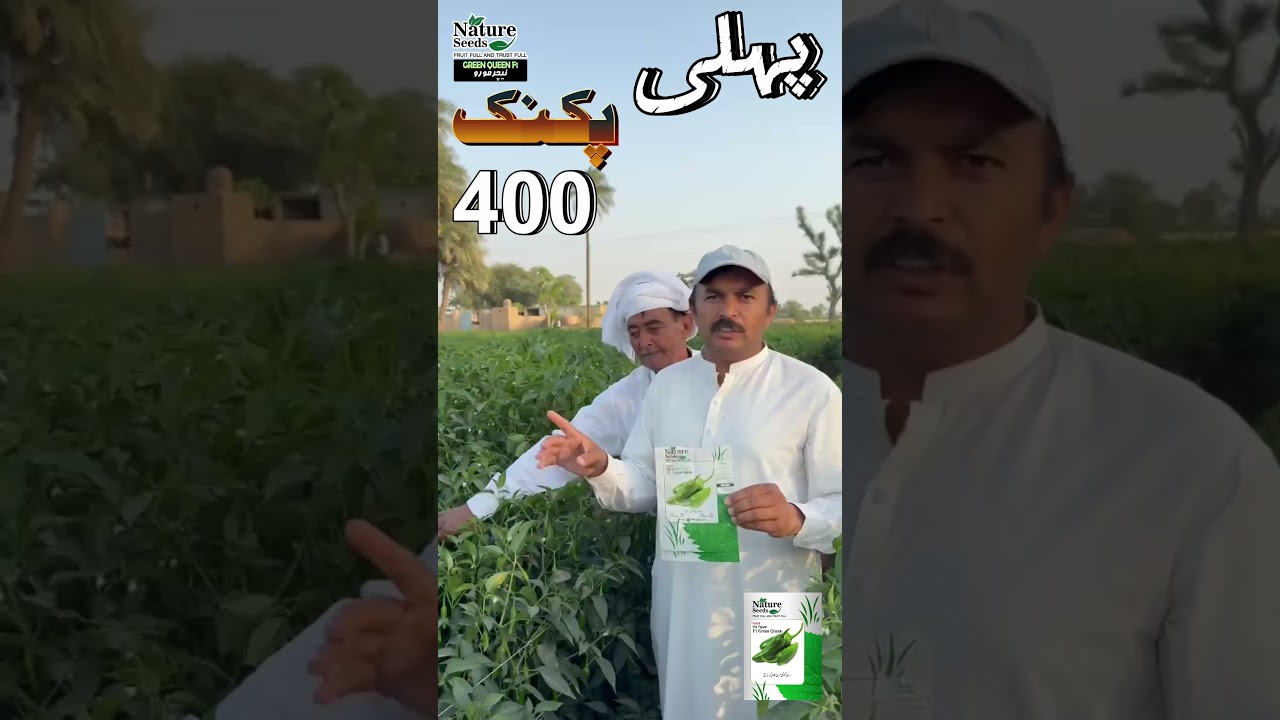 🌶️ Green Queen F1 Mirch Ka Zabardast Result 2025 | Mian Shahid Mehmood Ki Guwahi! 🔥