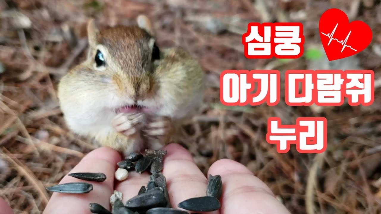 심쿵유발 ❤️ 아기다람쥐 누리
