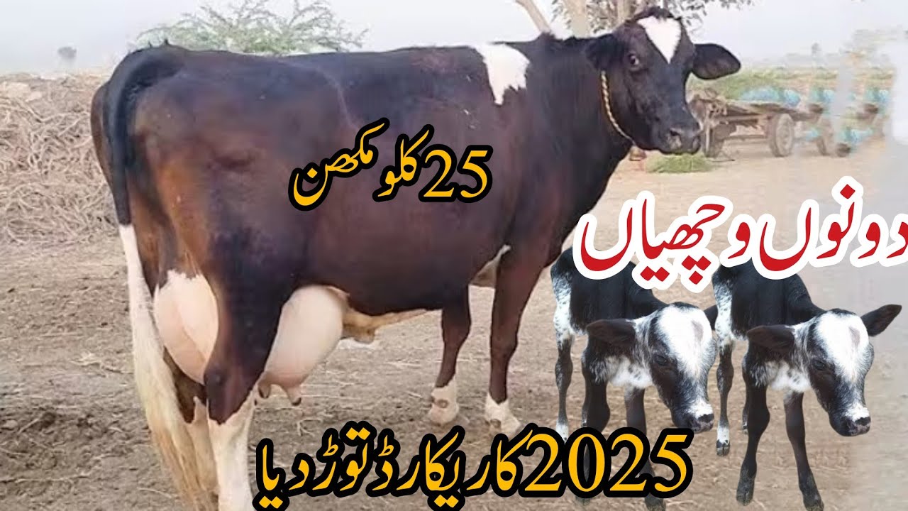 Freizion Cholistani crass cow for sale||Milk 25kg ||03263951451||18/08/2025