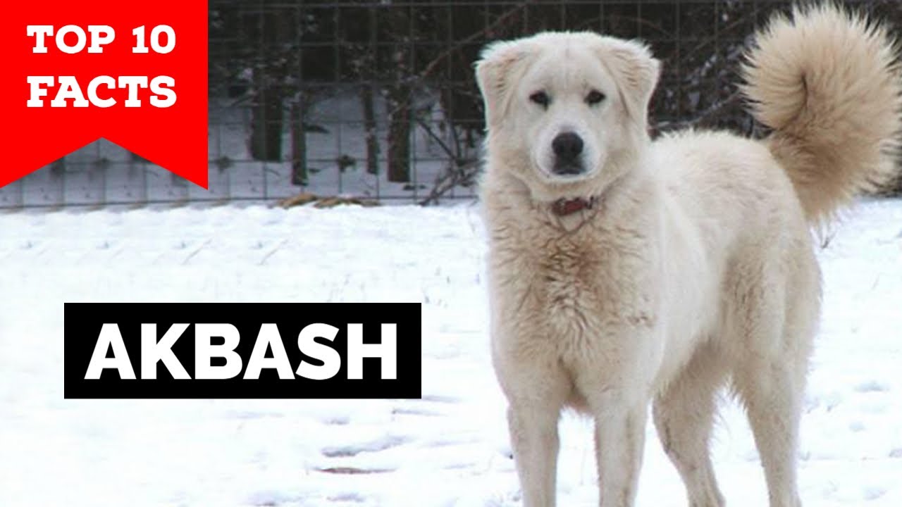 Akbash - Top 10 Facts