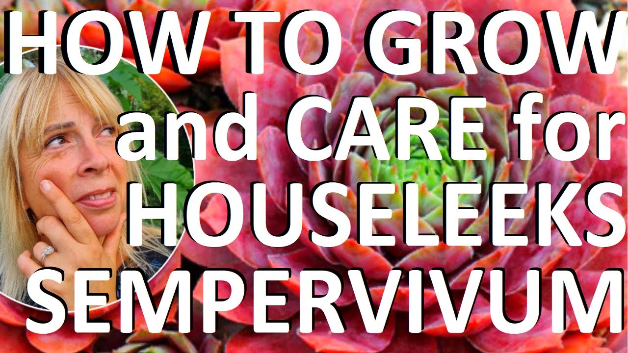 How to Grow, Care for and Propagate Houseleeks - Sempervivum